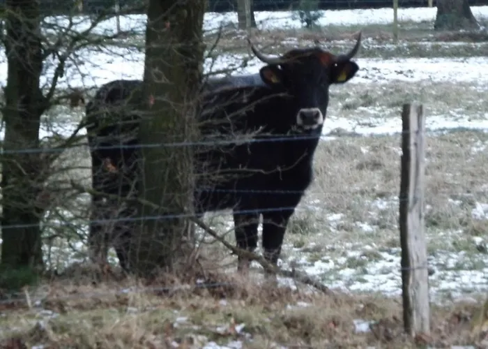 Vosseven 15 Haasje 別荘 *