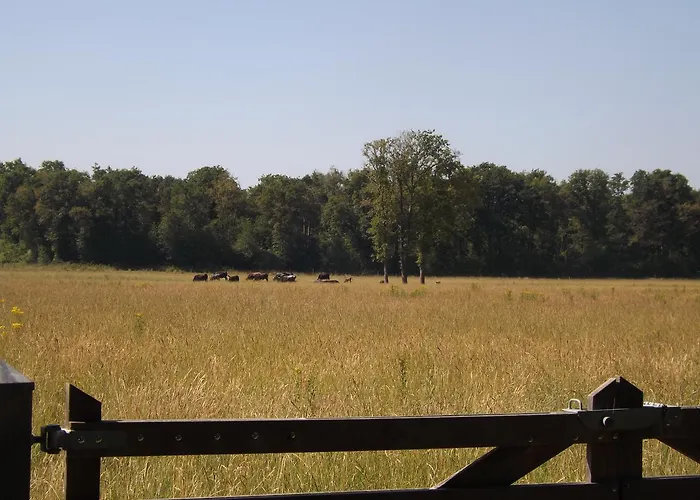 Vosseven 15 Haasje * Stramproy