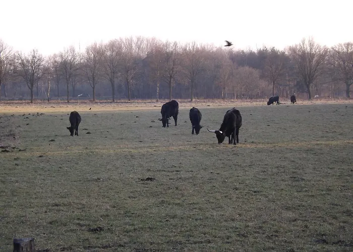 Vosseven 15 Haasje 別荘