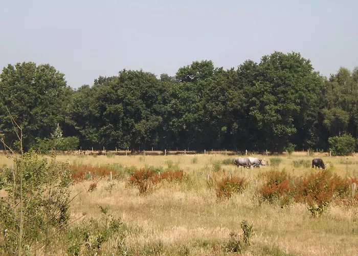 Vosseven 15 Haasje 別荘